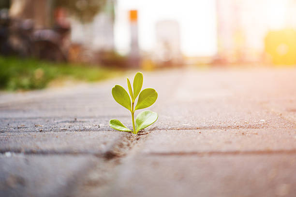 istock fresh plant growing out of concrete 493628548