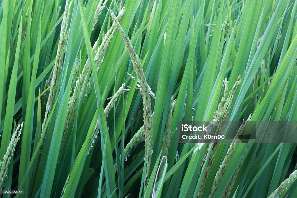 Dentist Rice Fields Close Up Rice Fields Stock Photo - Download Image Now - 2015 ...
