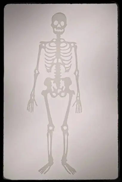 Photo of skeletons of humans in black frame