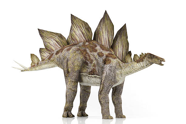 stegosauro - stegosauro foto e immagini stock