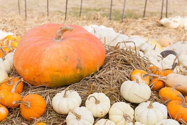 istock Pumpkin harvest season on the farm 493632030