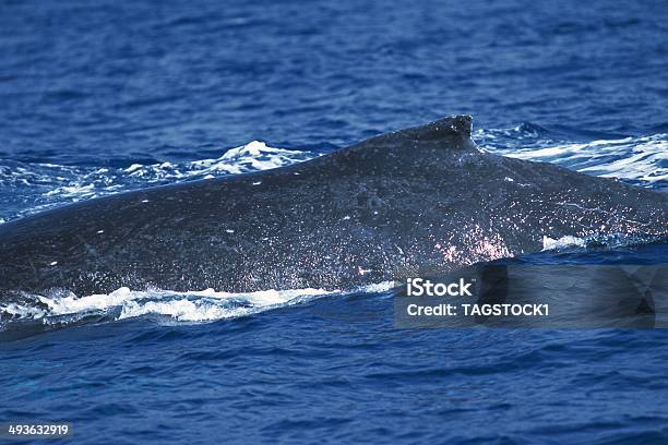 혹등 고래 Megaptera Novaeangliae 0명에 대한 스톡 사진 및 기타 이미지 - 0명, 고래, 동물