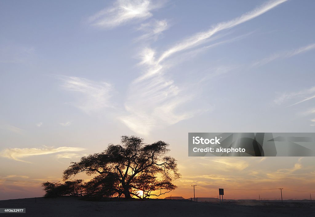 Visão abrangente da árvore da vida no pôr do sol, Barém - Royalty-free Algarobeira Foto de stock