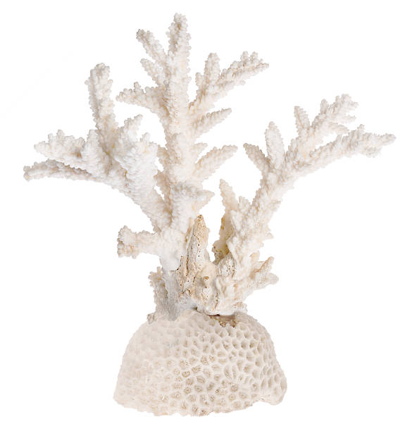 istock isolated white color sea coral 493633346