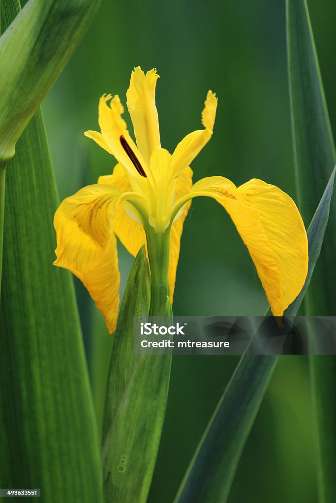 Amarillo Iris Flor Amarillaagua Iris De Bandera Pseudacorus Imagen Foto de stock y más banco de imágenes de Lirio holandés - iStock Amarillo Iris Flor Amarillaagua Iris De Bandera Pseudacorus Imagen Foto de stock y más banco de imágenes de Lirio holandés - iStock