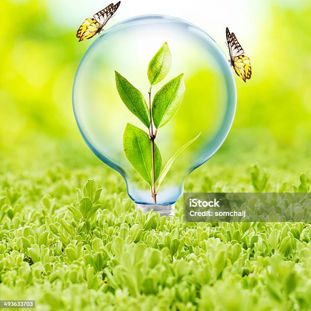 Light Bulb With Plant Inside And Butterfly Stock Photo - Download Image Now - Abstract, Business, Business Finance and Industry