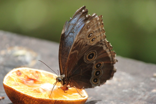 There is another perspective view of this shot, named Costa Rican Buttefly Feasting on Fruit Image 2 of 2