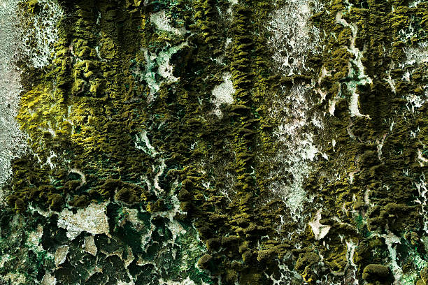 lichen on the old wall stock photo