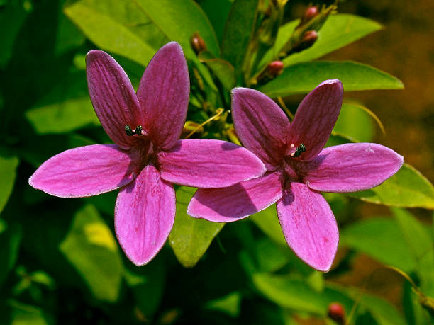 istock Flowers of Royal Flush, Monopsis unidentata 493634907