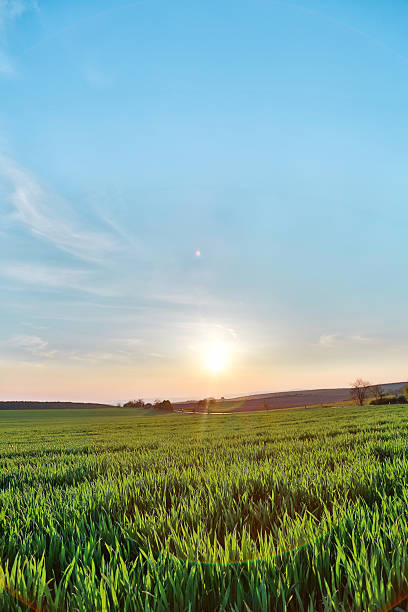 istock Beautiful plants in a field 493635255
