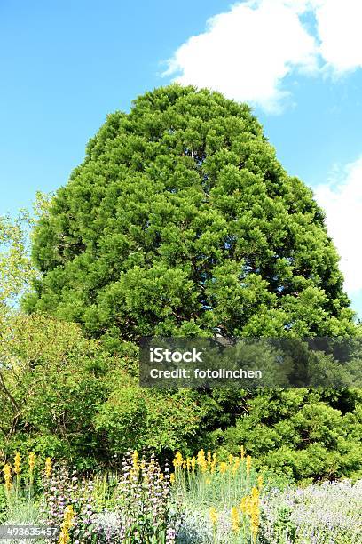 Sequoiadendron Giganteum Big Tree Riesige Redwood Stockfoto und mehr Bilder von Baum