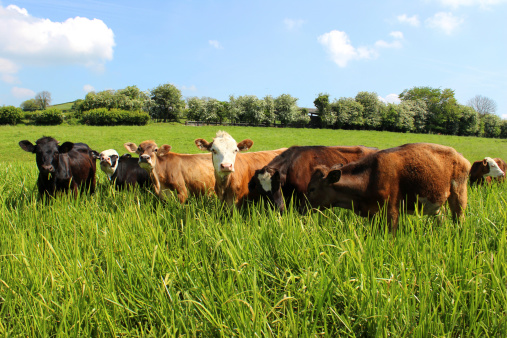Group cows standing in a row side by side, full length in a pasture, a panoramic wide view, green field and clouds in the sky