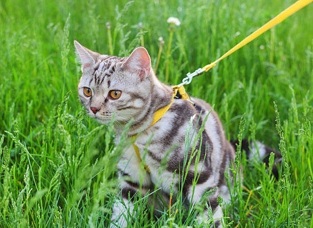 istock American Shorthair cat 493636117