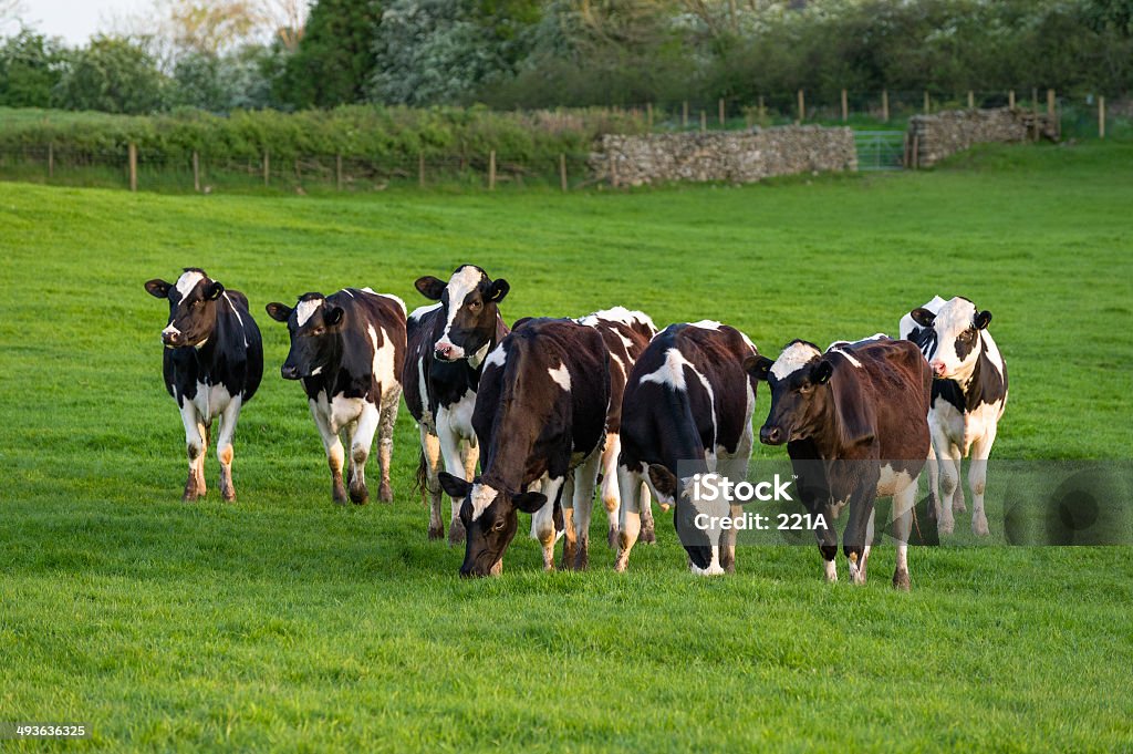 Lake District: Rebanho de gado - Foto de stock de Cumbria royalty-free