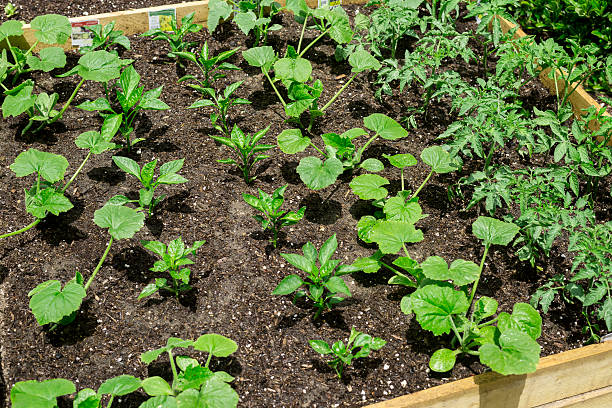 istock Freshly planted organic vegetable garden 493636565