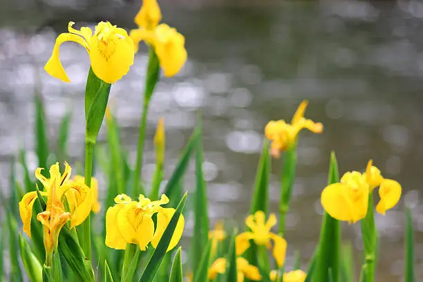 Photo showing a group of yellow iris flowers growing on the side of a river.  This flower is also known as a yellow flag or water flag, while the Latin name is: Iris pseudacorus.  The image shows the main yellow flowers in the foreground, in sharp focus, while the rest of the plants, their green leaves and flowers, and the sparkling river make up a distant blurred background, adding to the overall composition and providing copy space for writing.