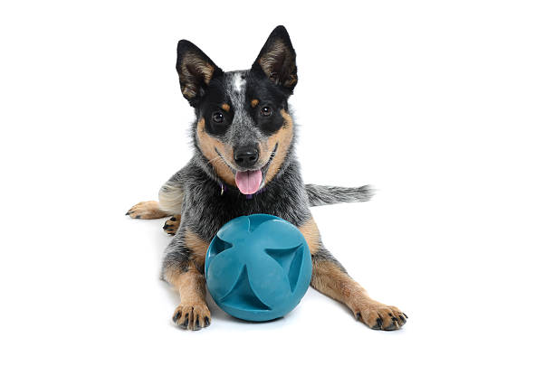 130+ Toy Blue Heeler Stock Photos, Pictures & Royalty-Free Images - iStock