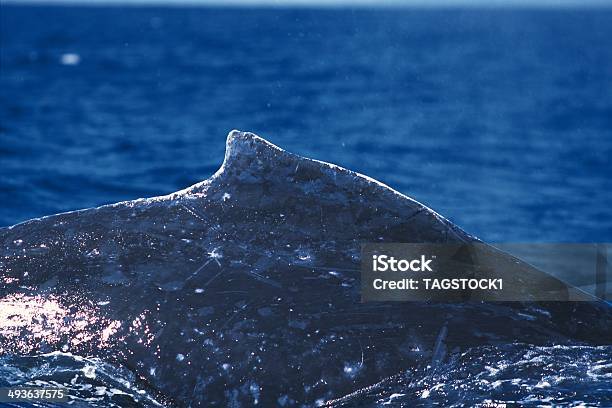 Ballena Jorobada Megaptera Novaeangliae Foto de stock y más banco de imágenes de Aire libre - Aire libre, Aleta dorsal, Animal