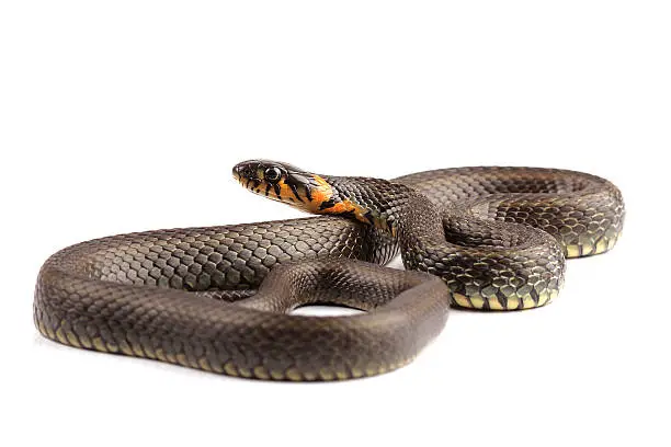 Grass snake (Natrix natrix) isolated on white background