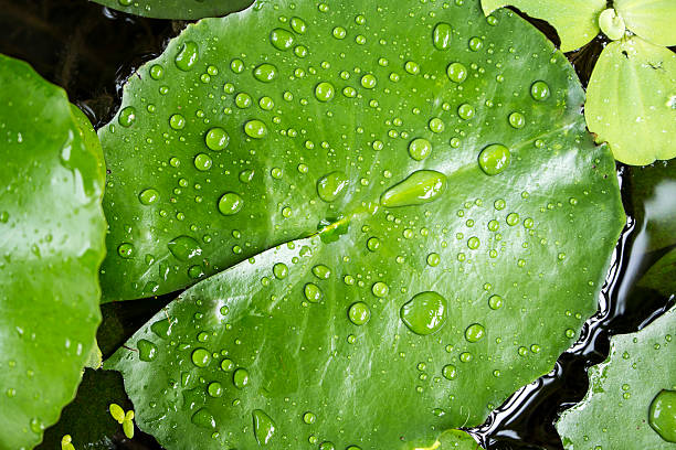 lotus leaf with water drops stock photo