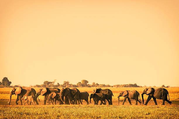 elephant Elephant herds run through the grass, Chobe NP, Okawango, Botswana botswana stock pictures, royalty-free photos & images