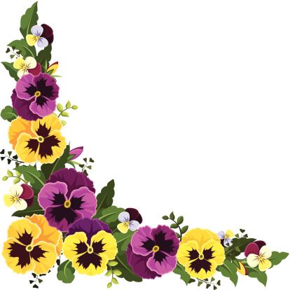 Vector corner background with yellow and purple pansy flowers and green leaves.