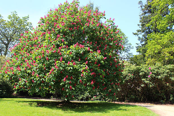 Photo showing the beautiful flowers of a red horse chestnut tree (Latin name: aesculus x carnea).  This is a hybrid of the more common white flowering 'conker tree' or 'buckeye'.