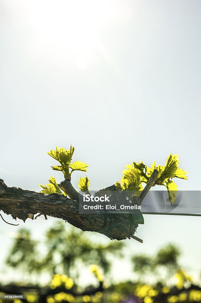 macro vertical vine branch - Photo de Agriculture libre de droits