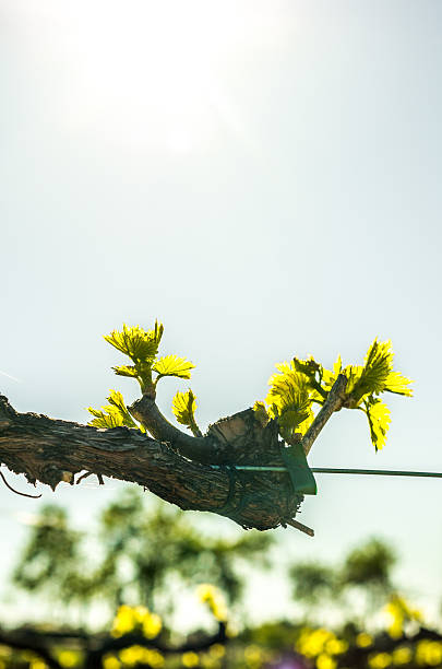 マクロ垂直ヴァイン号 - steel cable cultivated vine plant ストックフォトと画像