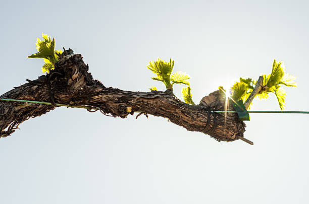 ��水平枝ヴァインサン - steel cable cultivated vine plant ストックフォトと画像