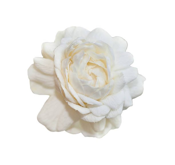 istock Jasmine flower isolated on white background 493639557