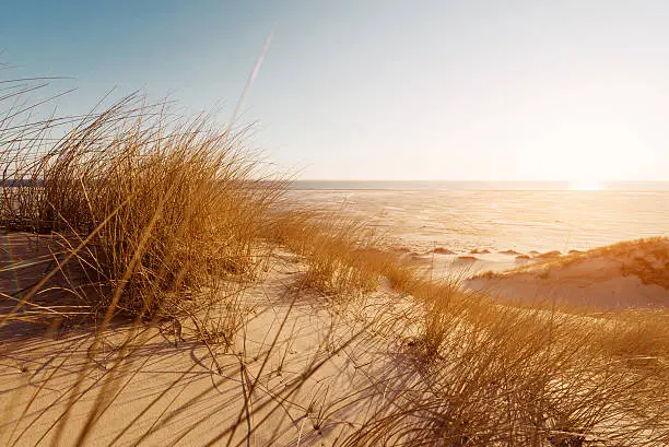 Photo of Dune grass on the beach