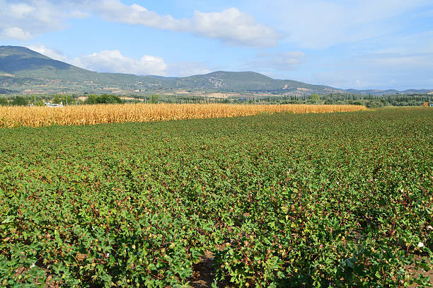 campo con algodón plantation - cotton photography cloud plantation fotografías e imágenes de stock