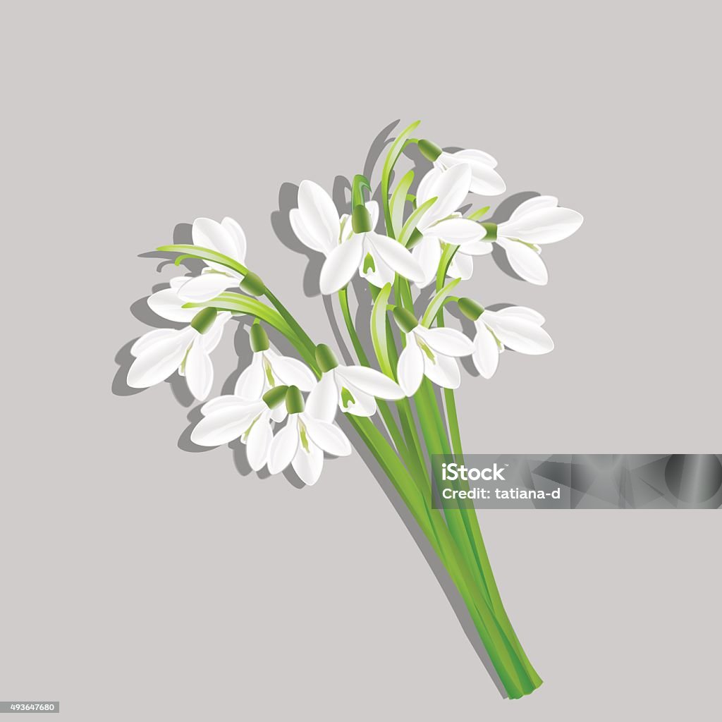 Bouquet of snowdrops Bouquet of snowdrops isolated on grey background . Spring flowers. Useful for congratulation, greeting, invitation and postcard. Vector, EPS 10 2015 stock vector