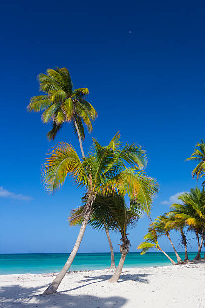 istock Tropical paradise - palm trees on white sand beach 493647700