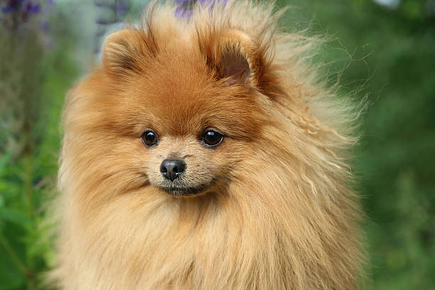 istock Pomeranian dog in summer flower 493648762