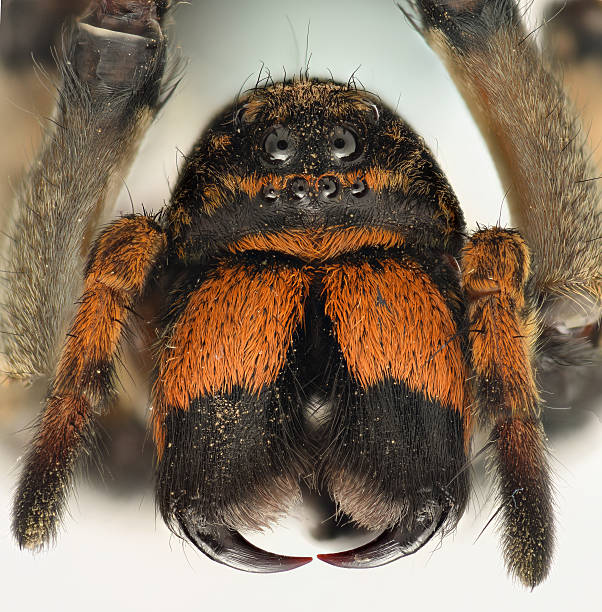 Extreme magnification - Wolf Spider front view stock photo