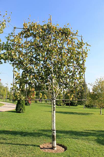 istock The original tree formed for landscaping on a green lawn 493649902