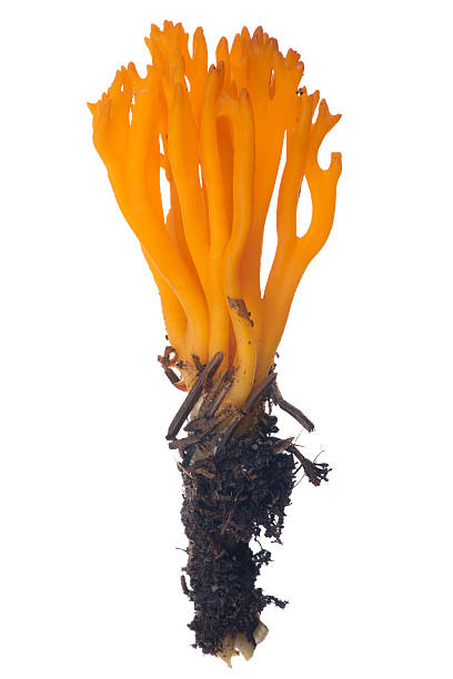 istock isolated orange coral fungi 493650736