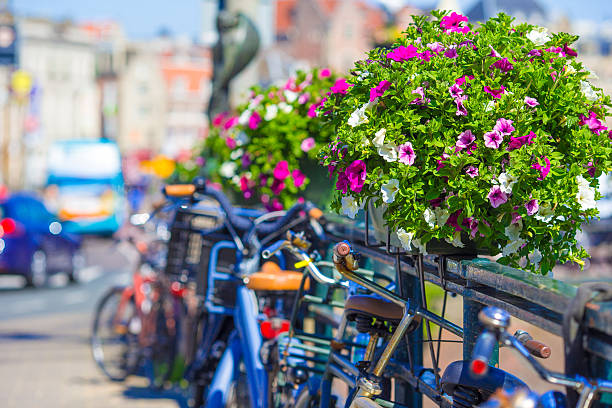 istock Red Bikes on the bridge in Amsterdam, Netherlands 493652736