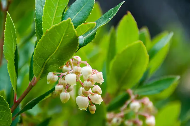 close-up of arbutus flowers in the Corsican maquis in autumn