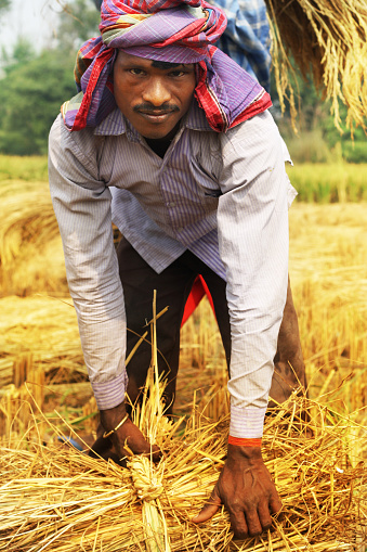 Indian Farmer Binding Bundle of Paddy Crop in the Field Outdoor.