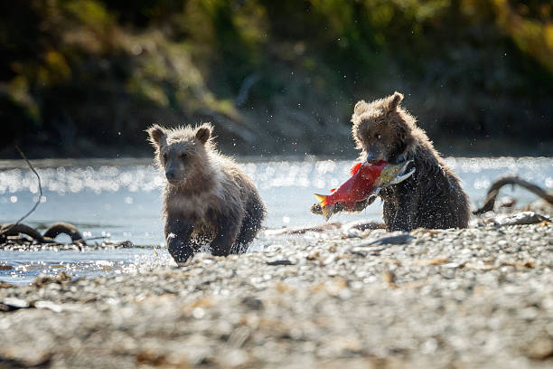 Two brown bear cubs Two grizzly bear cubs, one has a salmon in his mouth. brown bear catching salmon stock pictures, royalty-free photos & images