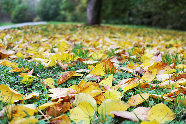 Fallen yellow and brown leafs in autumn park stock photo
