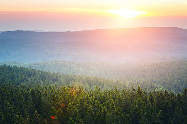 сосновый лес на восходе - layered mountain tree pine стоковые фото и изображения