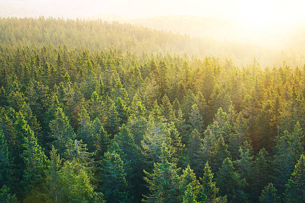 luftaufnahme auf geräumigen pine forest bei sonnenaufgang - nadelbaum stock-fotos und bilder