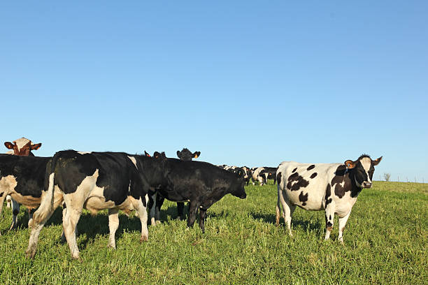 istock Herd of cattle. Latin America. 493658976