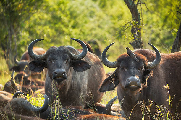 Buffalos in Kruger Wildlife Reserve Image has been captured in Kruger Wildlife Reserve in South Africa. kapama reserve stock pictures, royalty-free photos & images
