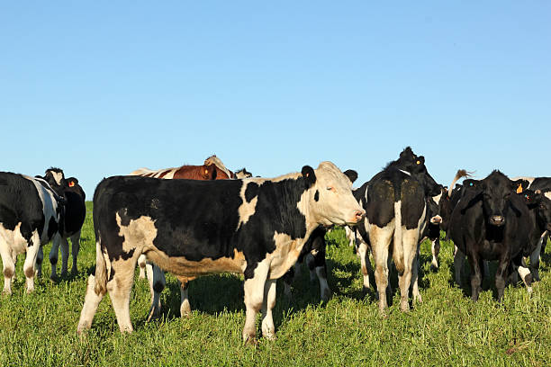 istock Cows on green meadow and blue sky. 493659020