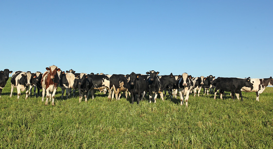Cows grazing in the pampas. The beef cattle industry is one of the most important activities in Latin American countries such as Argentina, Brazil and Uruguay.